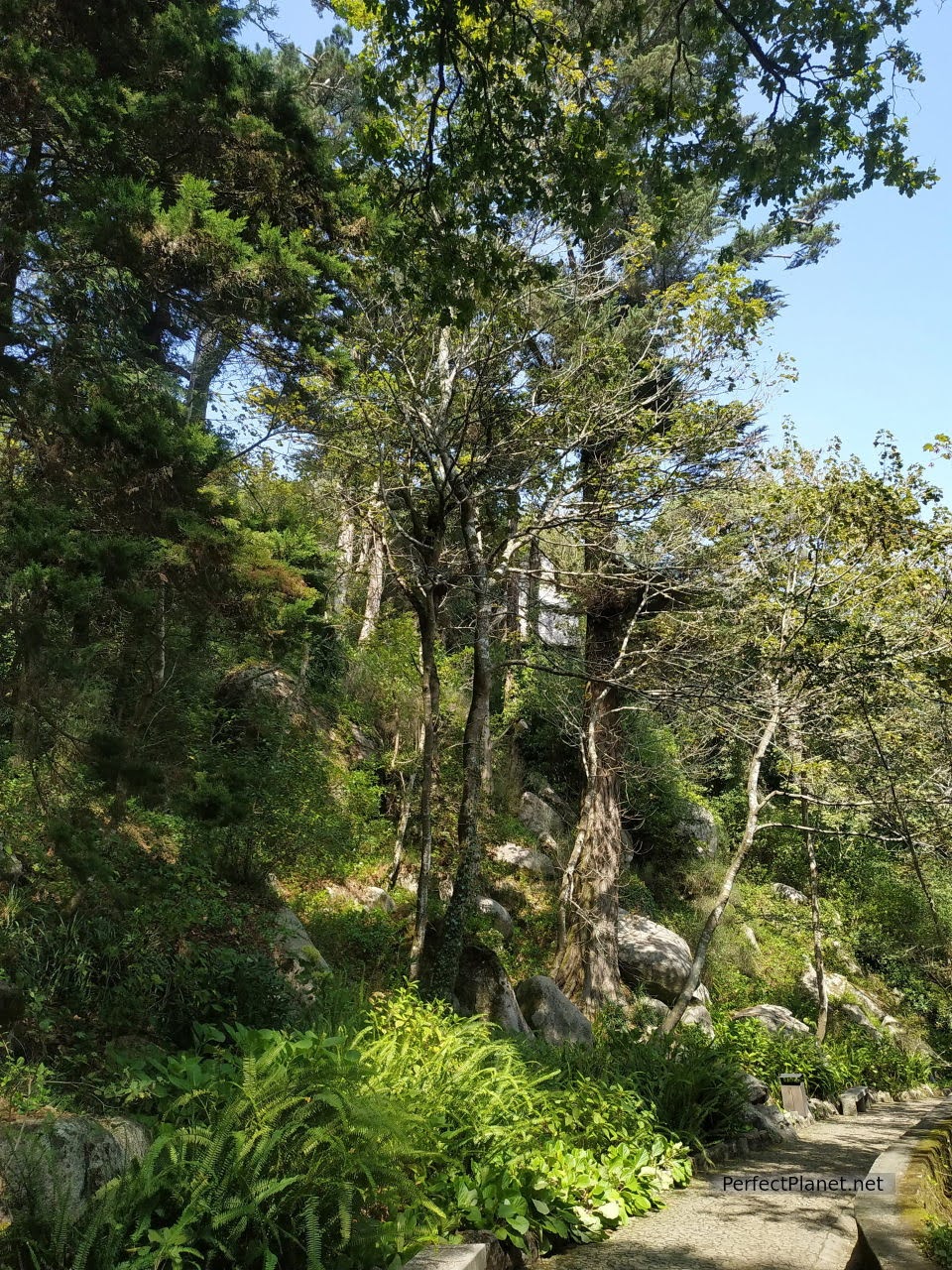 Path through the forest