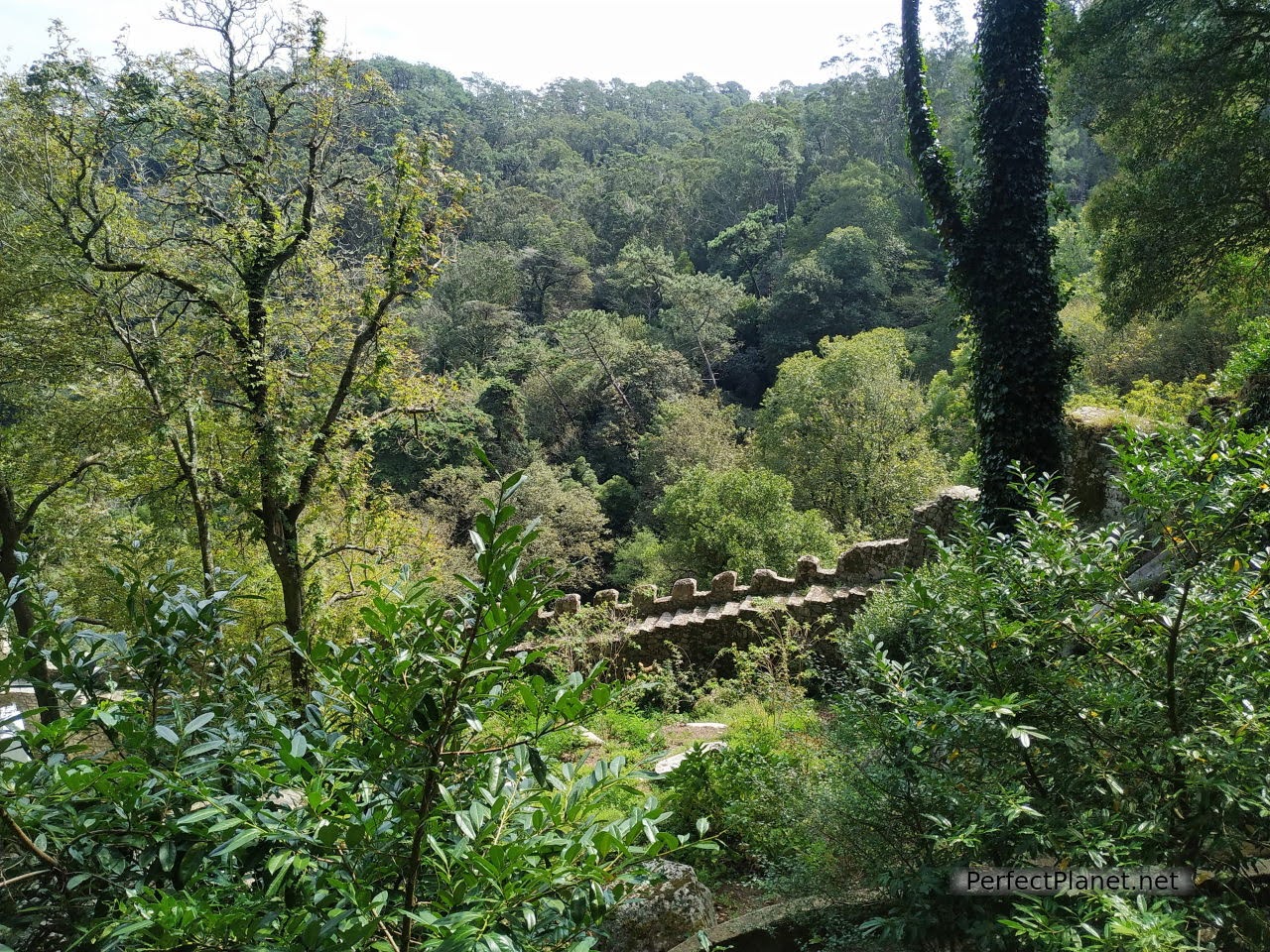 Path through the forest