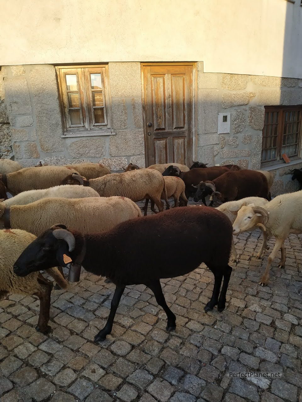 Cabras