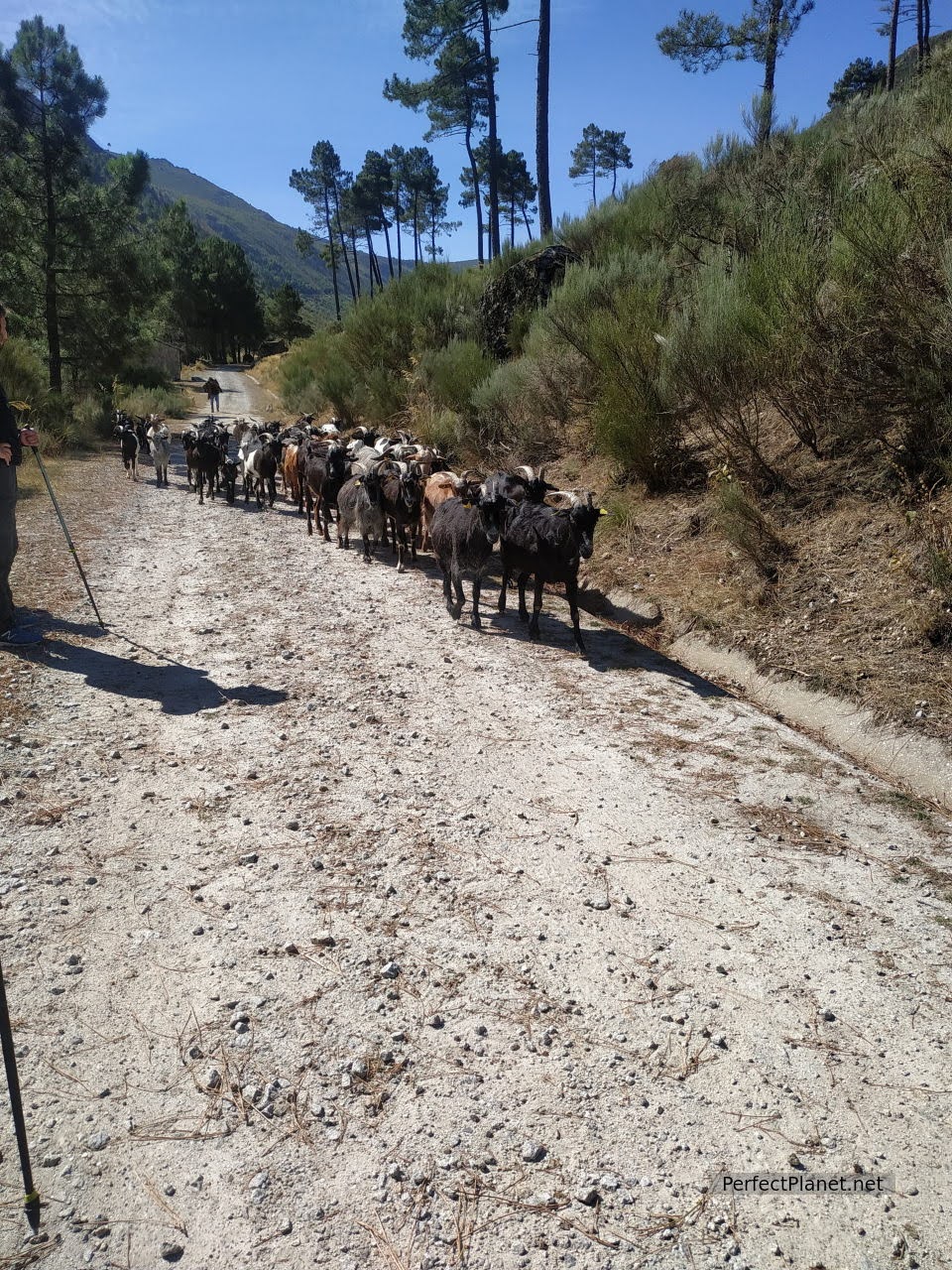 Herd of goats