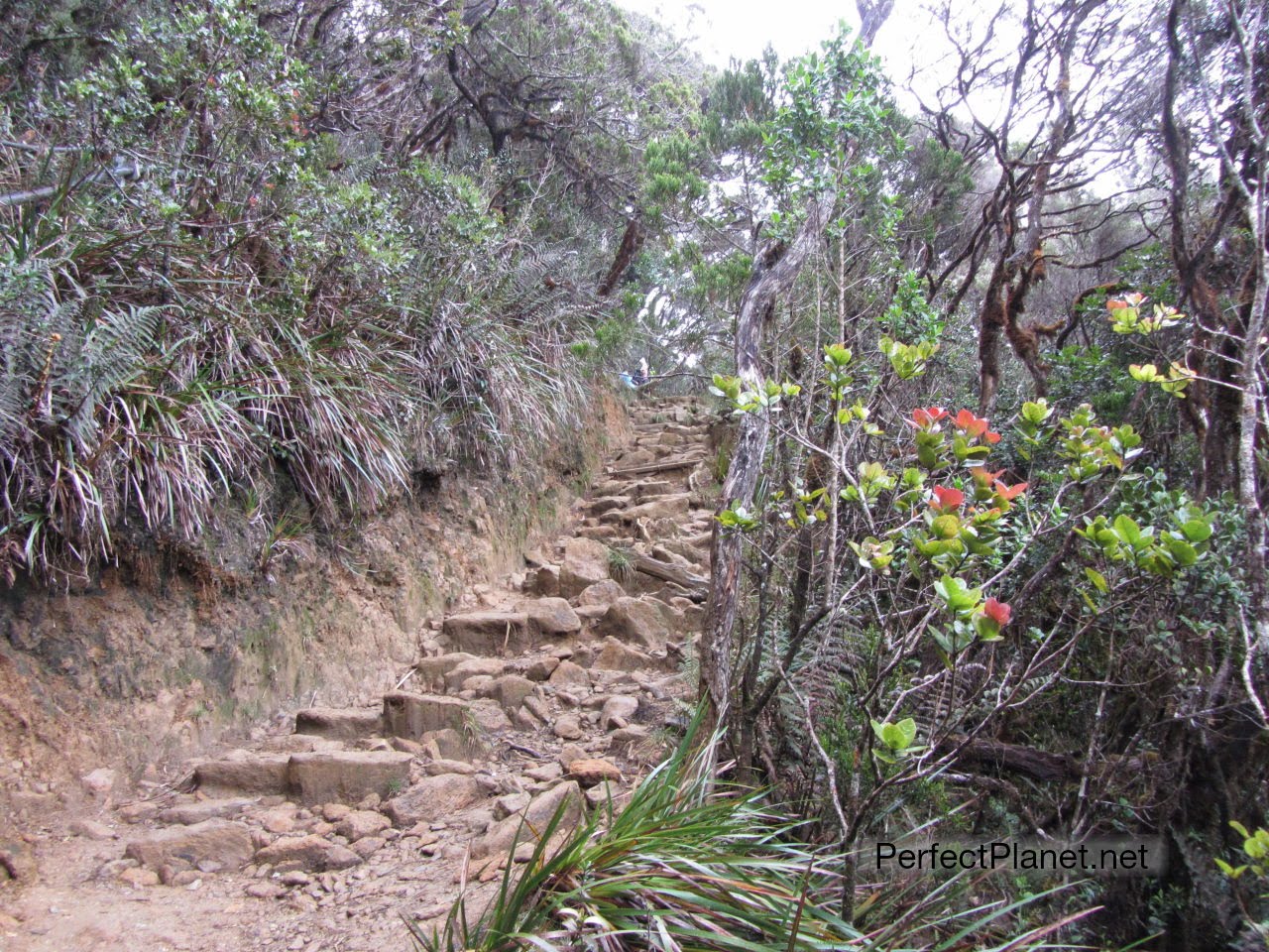 Trekking Monte Kinabalu