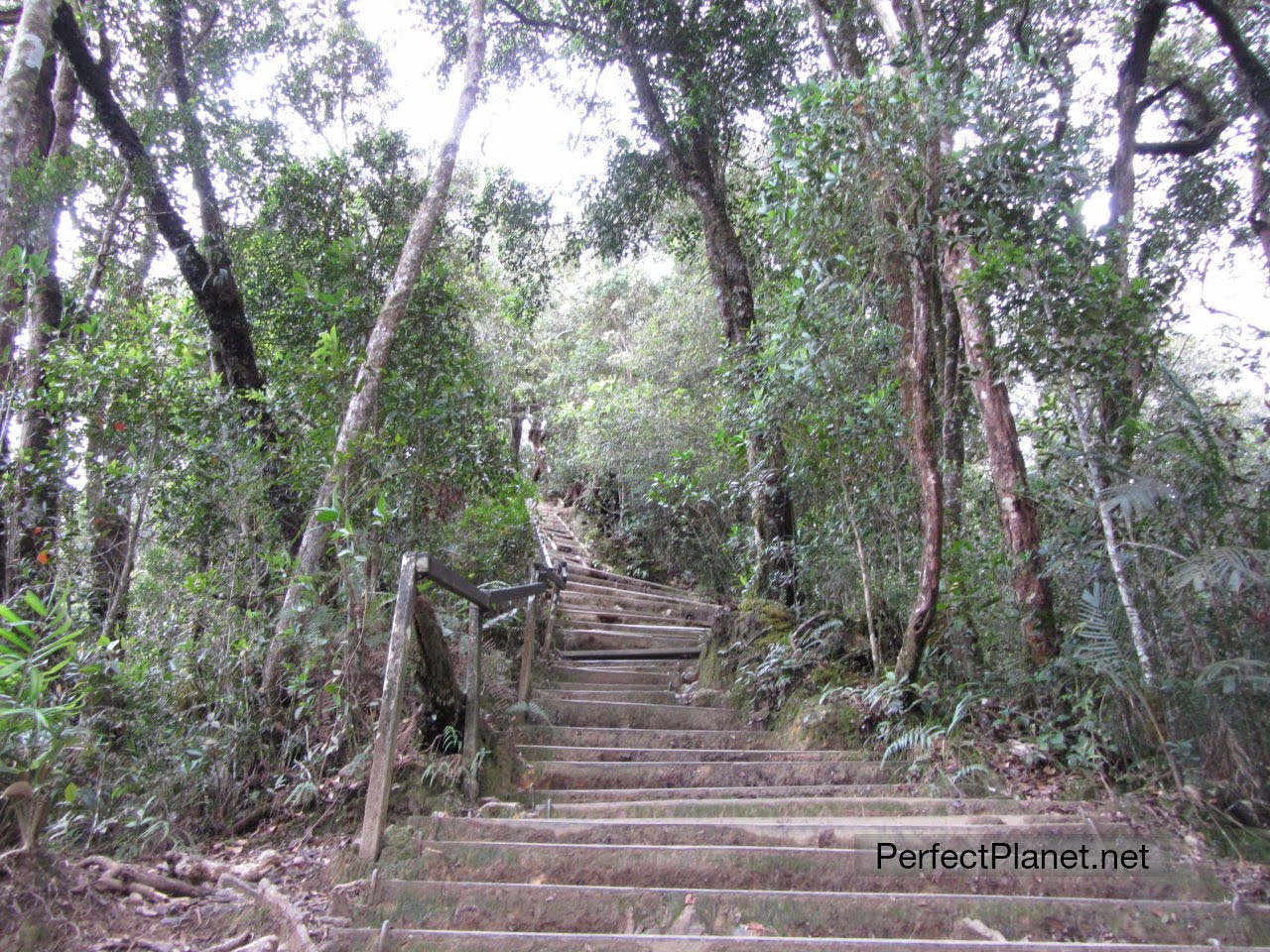 Escaleras trekking Monte Kinabalu