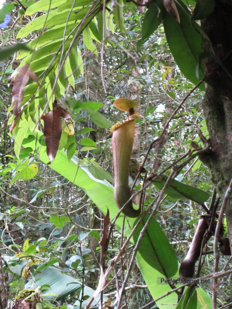 Carnivorous plant