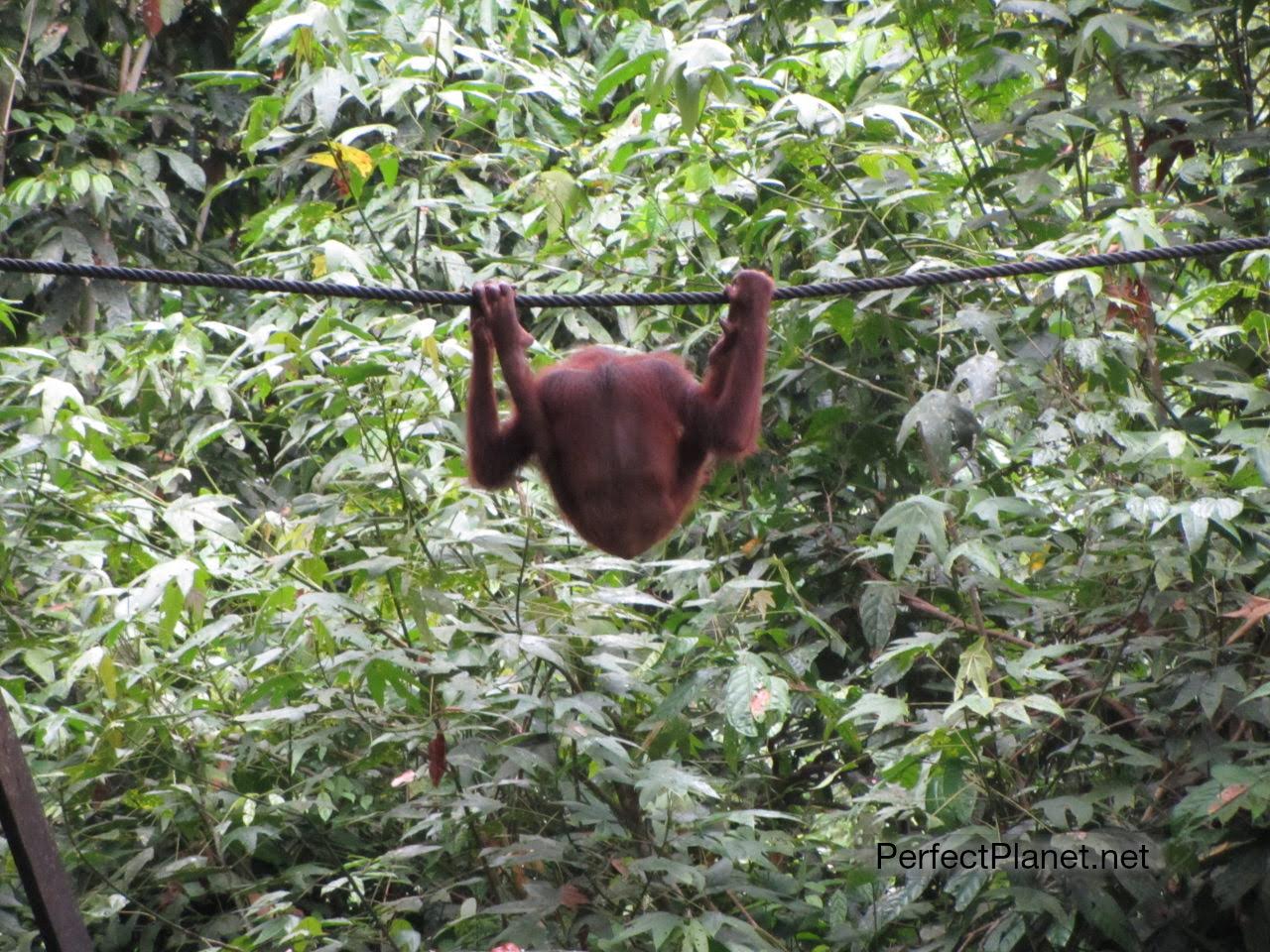 Orangután