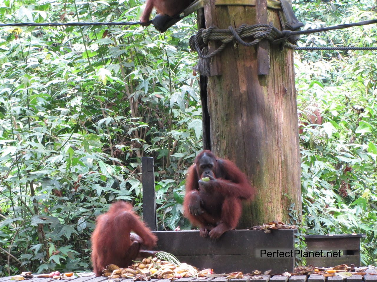 Orangutans eating