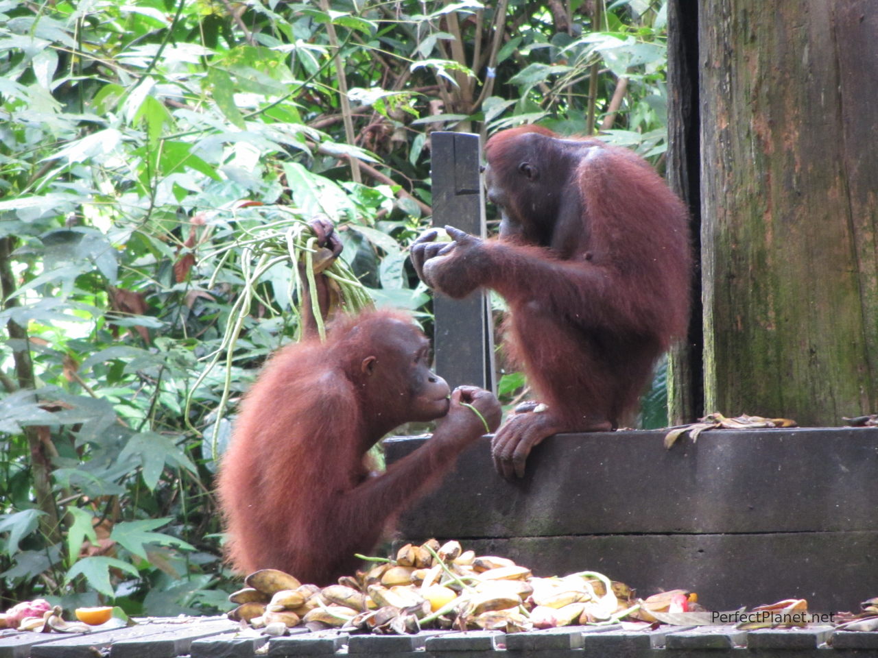Orangutanes en Sepilok