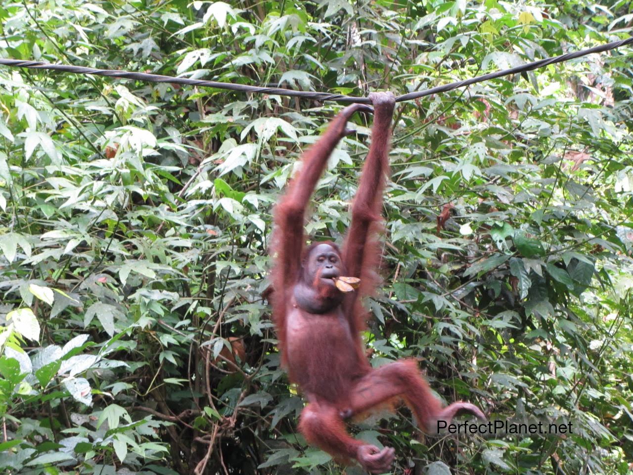 Orangután