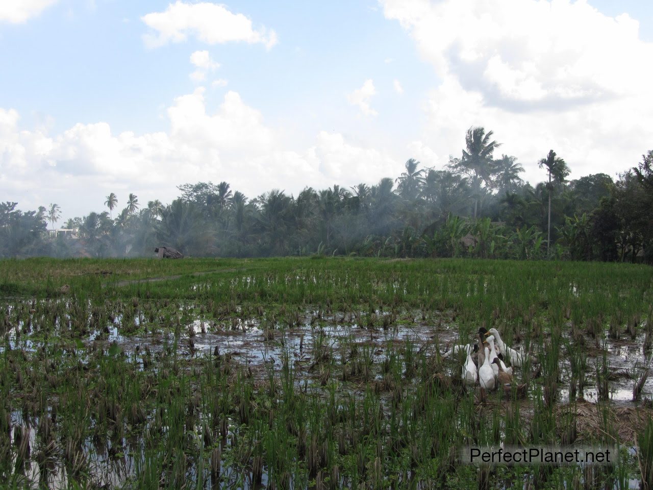 Rice fields