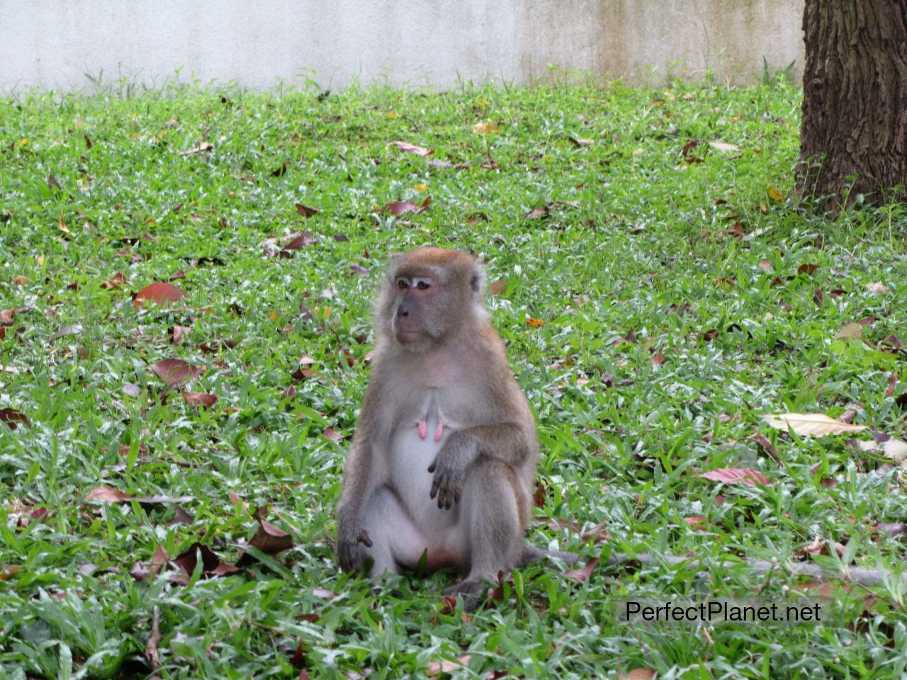 Monkey