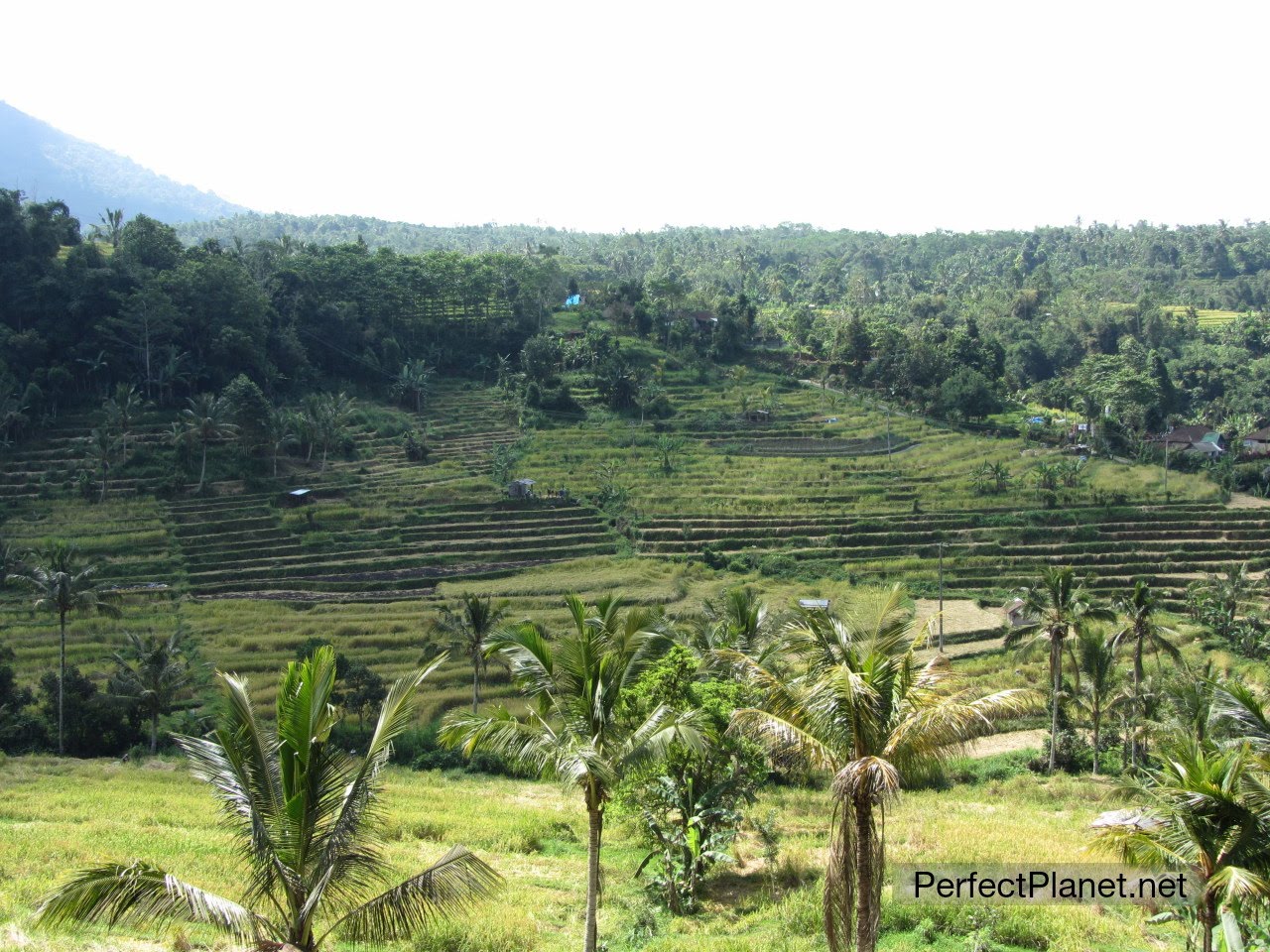 Rice terraces