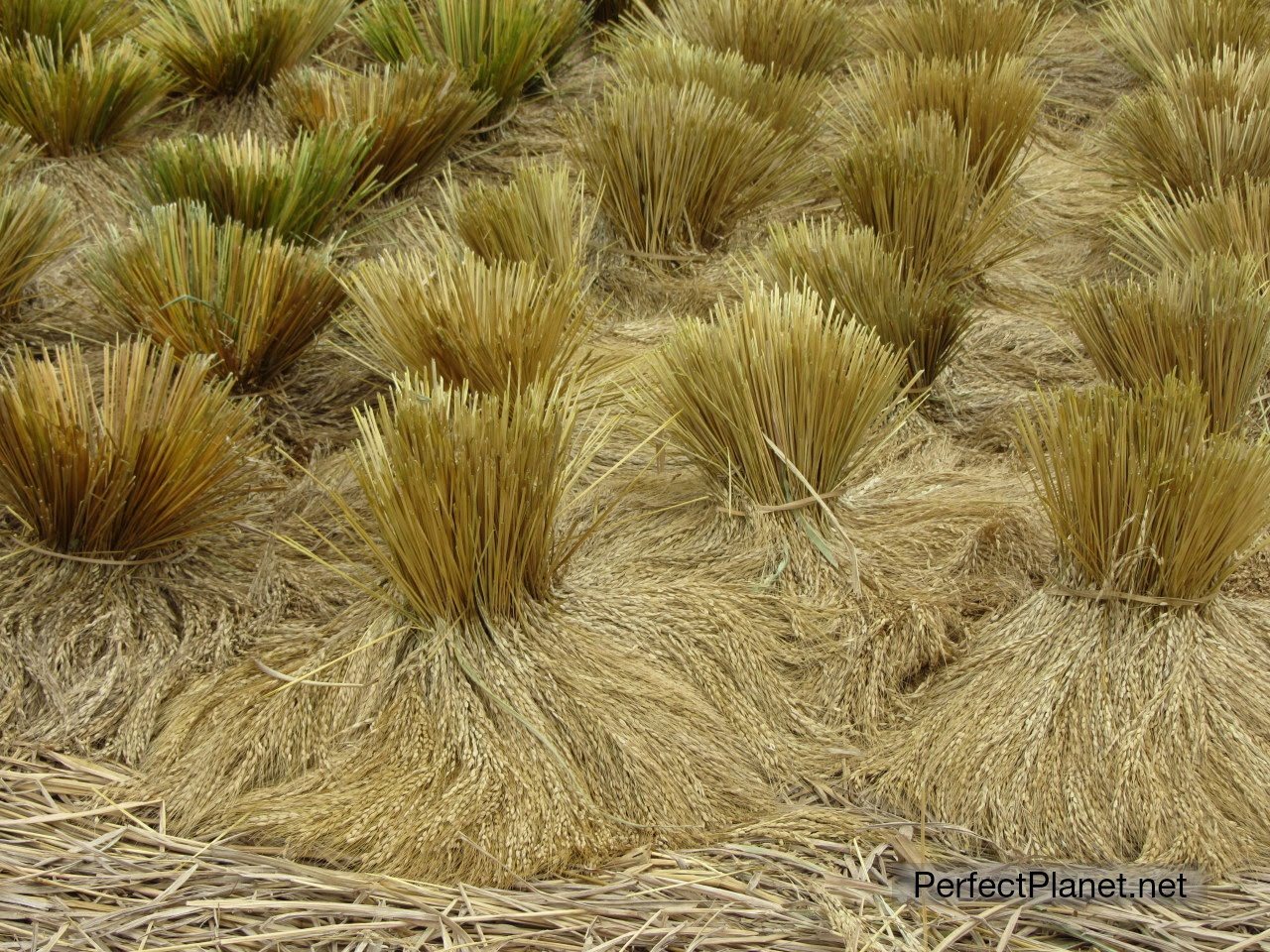 Rice in Jatiluwih