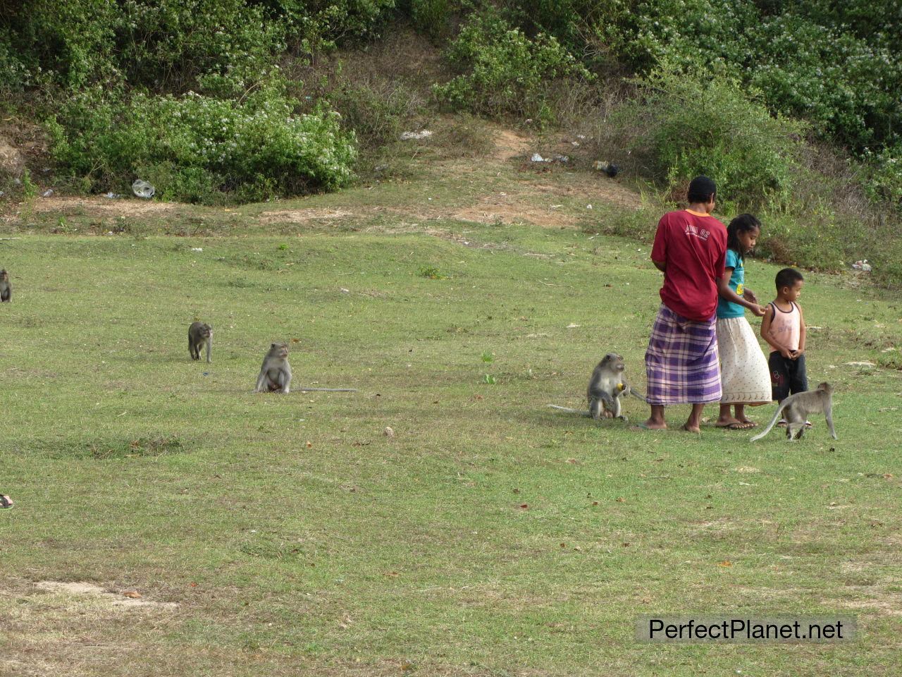 Children and monkeys