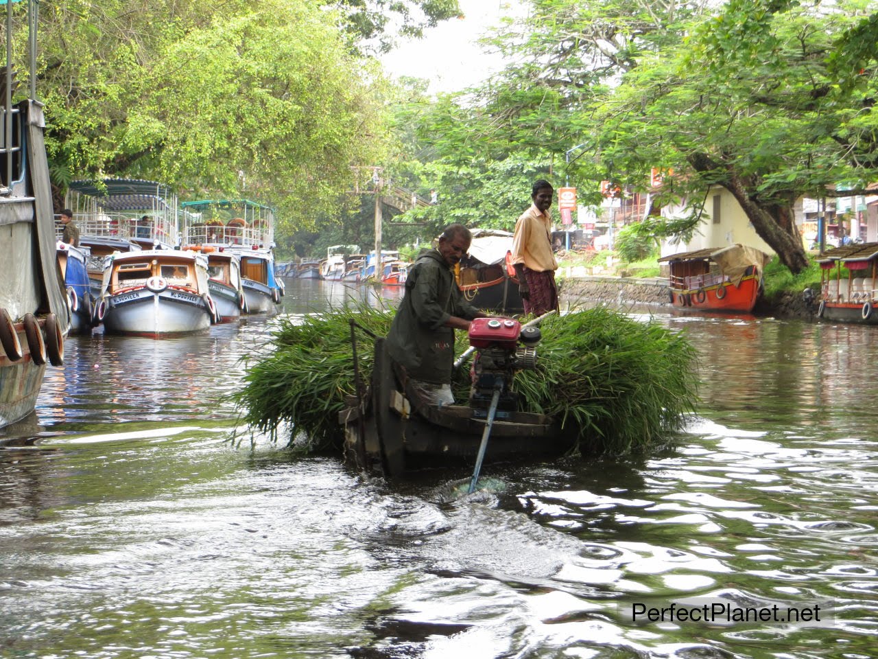 Canales en Alappuzha