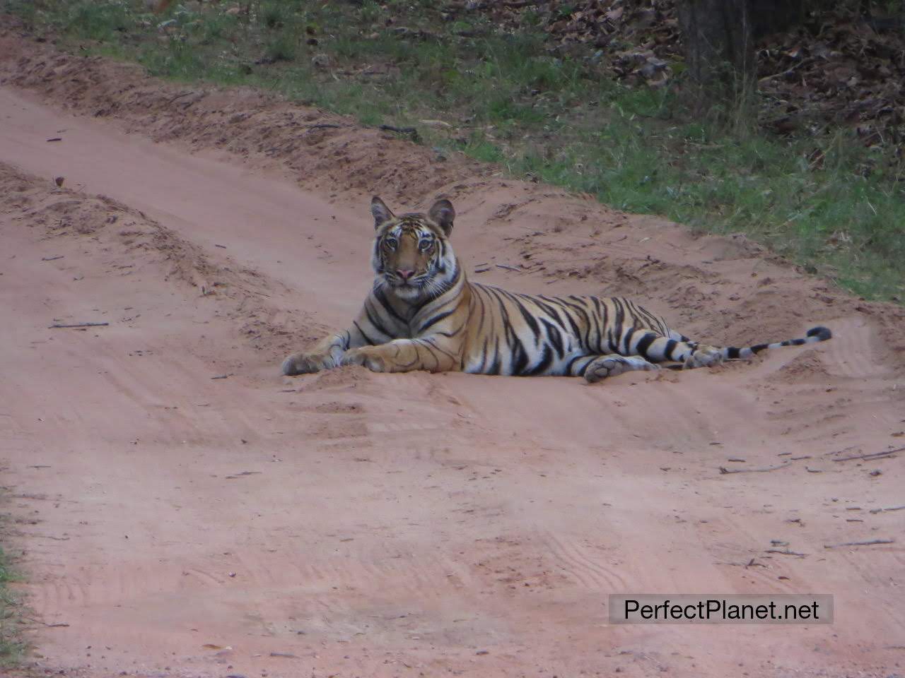 Bengala Tiger