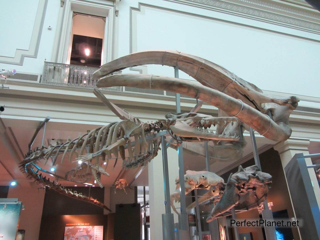 Museo de Historia Natural