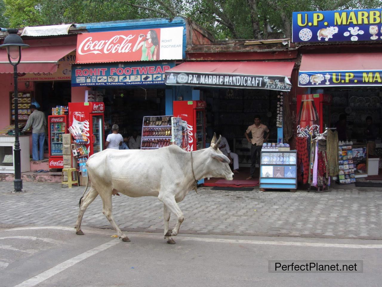 Una vaca