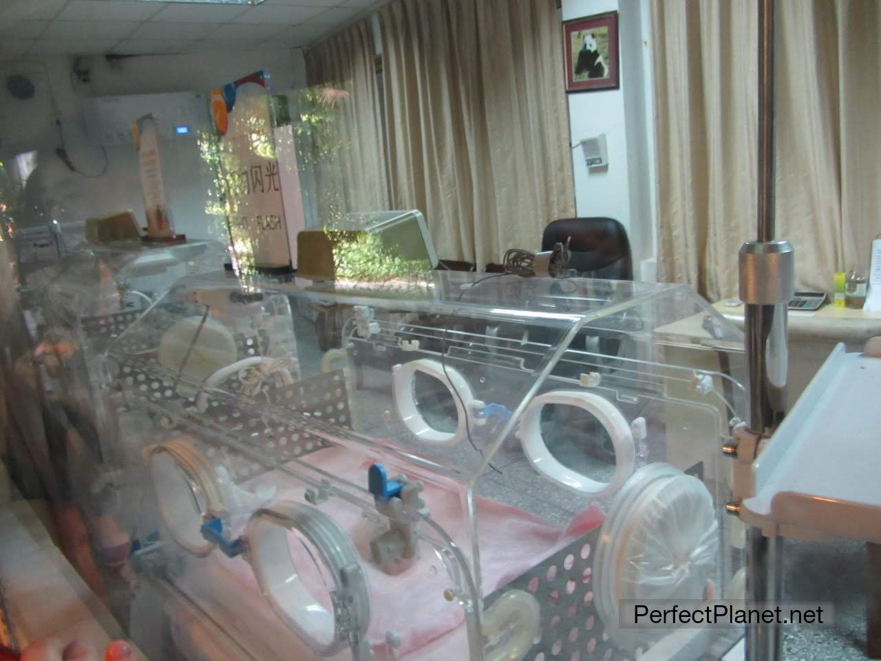 Incubator