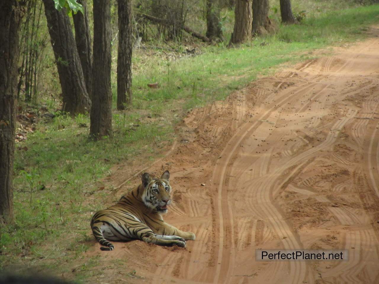 Tigre de Bengala