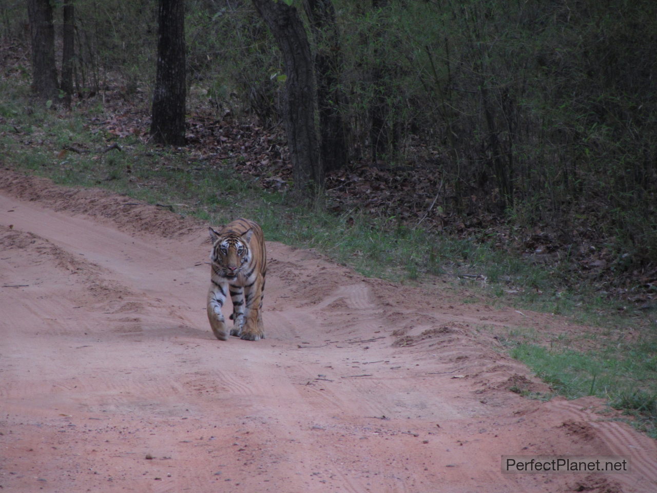 Bengala Tiger