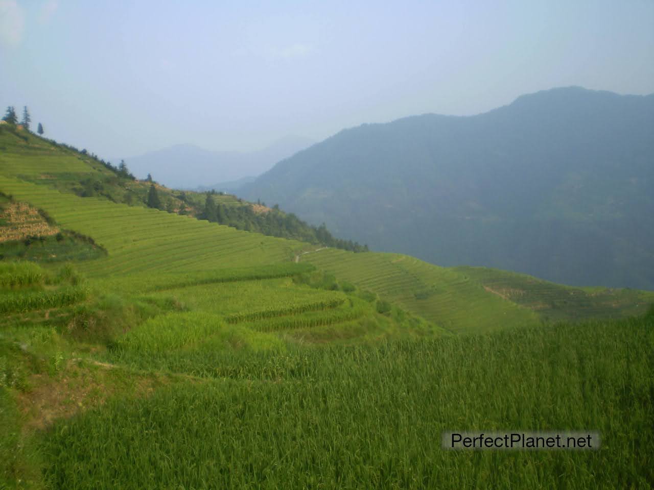 Rice terrace Ping An