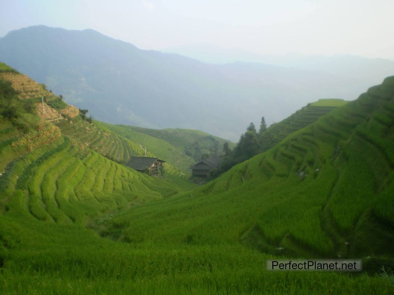 Terrazas de arroz Ping An