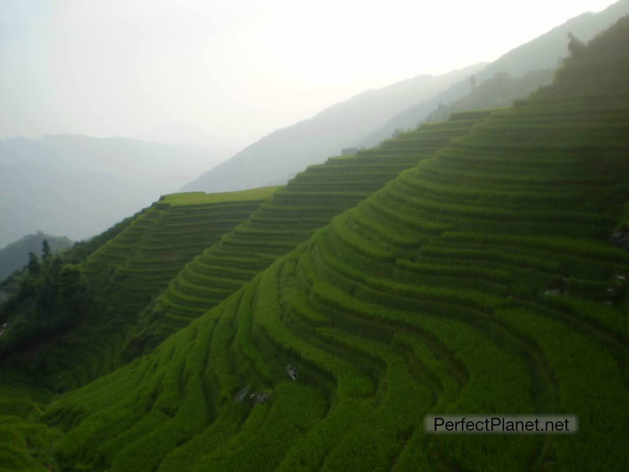 Terrazas de arroz Ping An