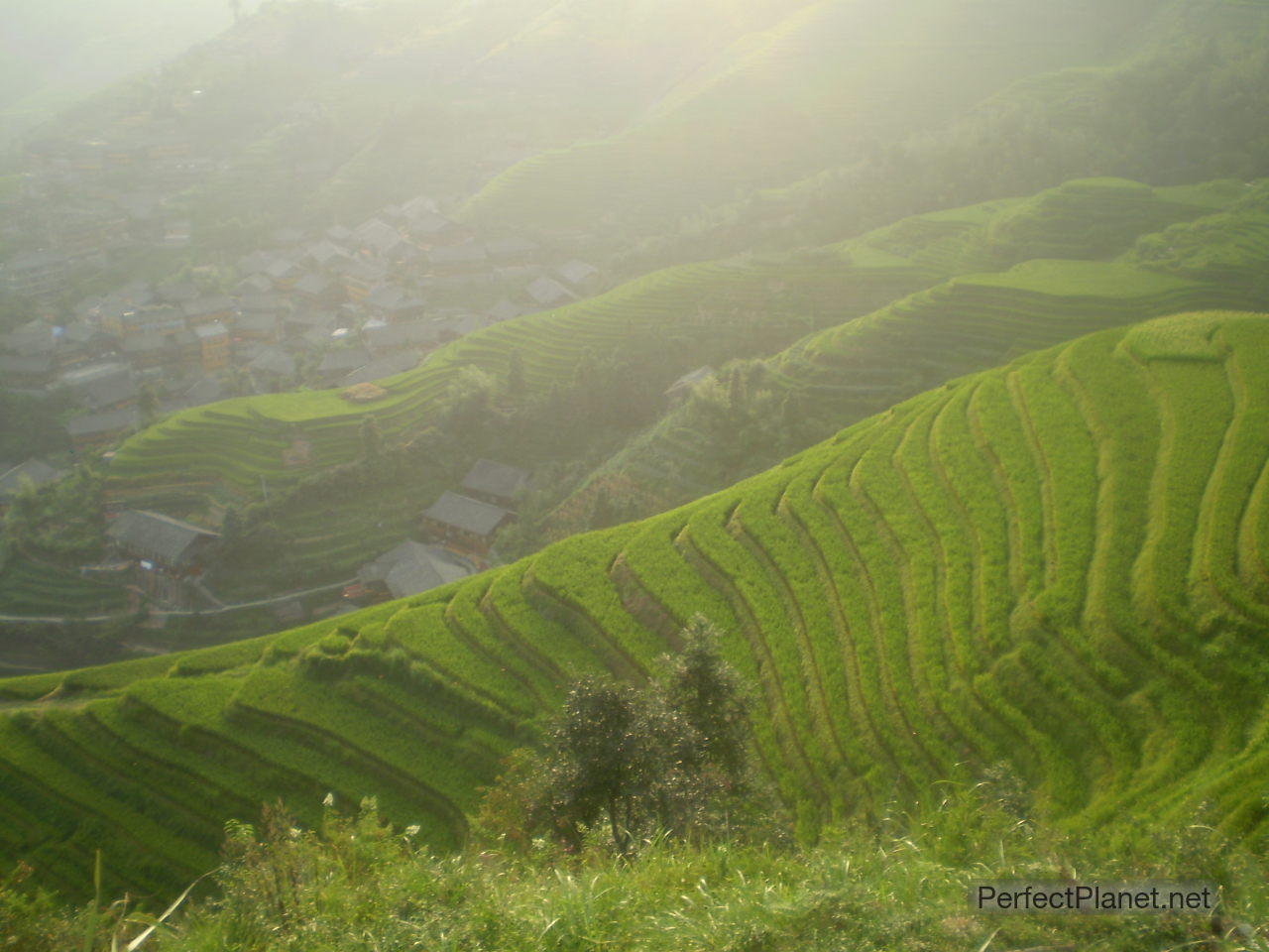 Terrazas de arroz en Ping An