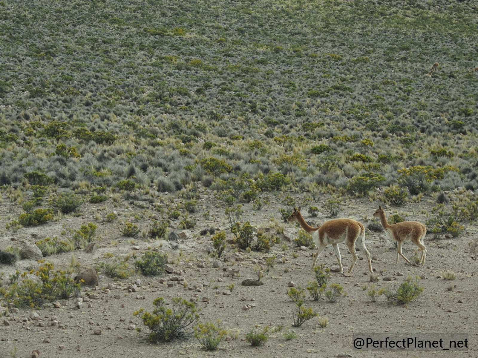 Vicuñas