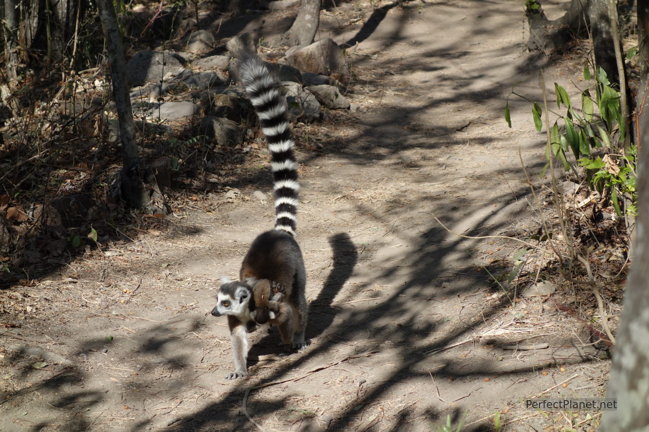 Lemur en Reserva de Anja