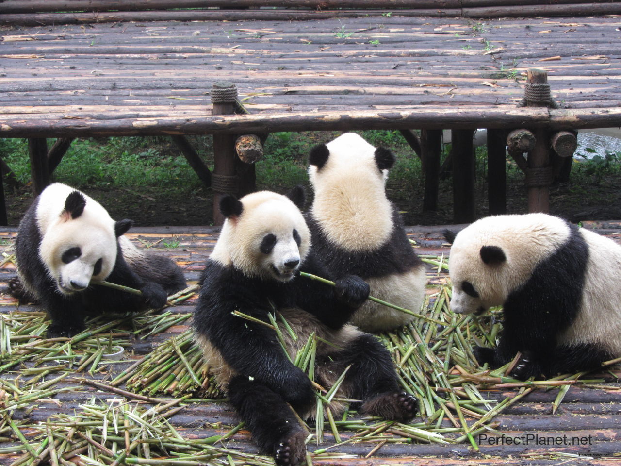 Osos Panda comiendo 