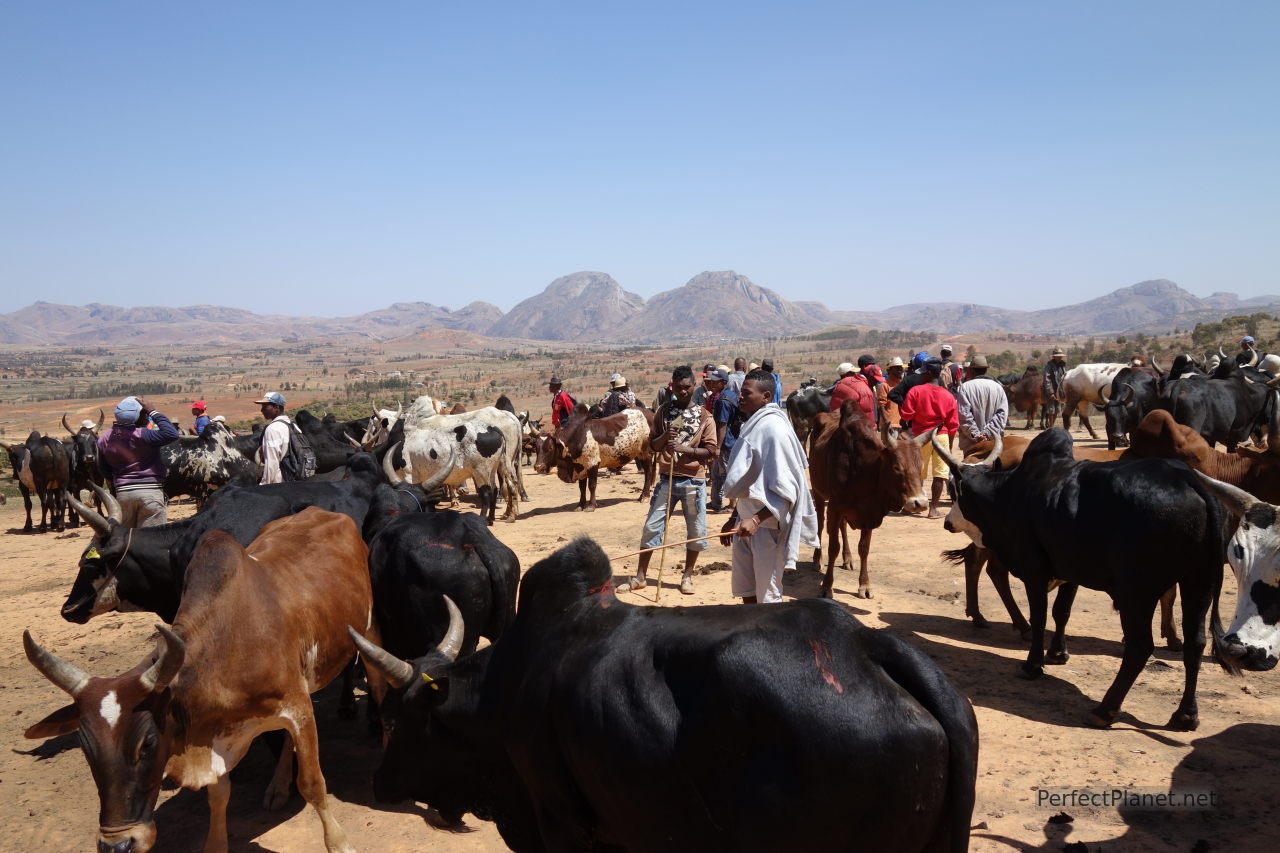 Feria Zebu