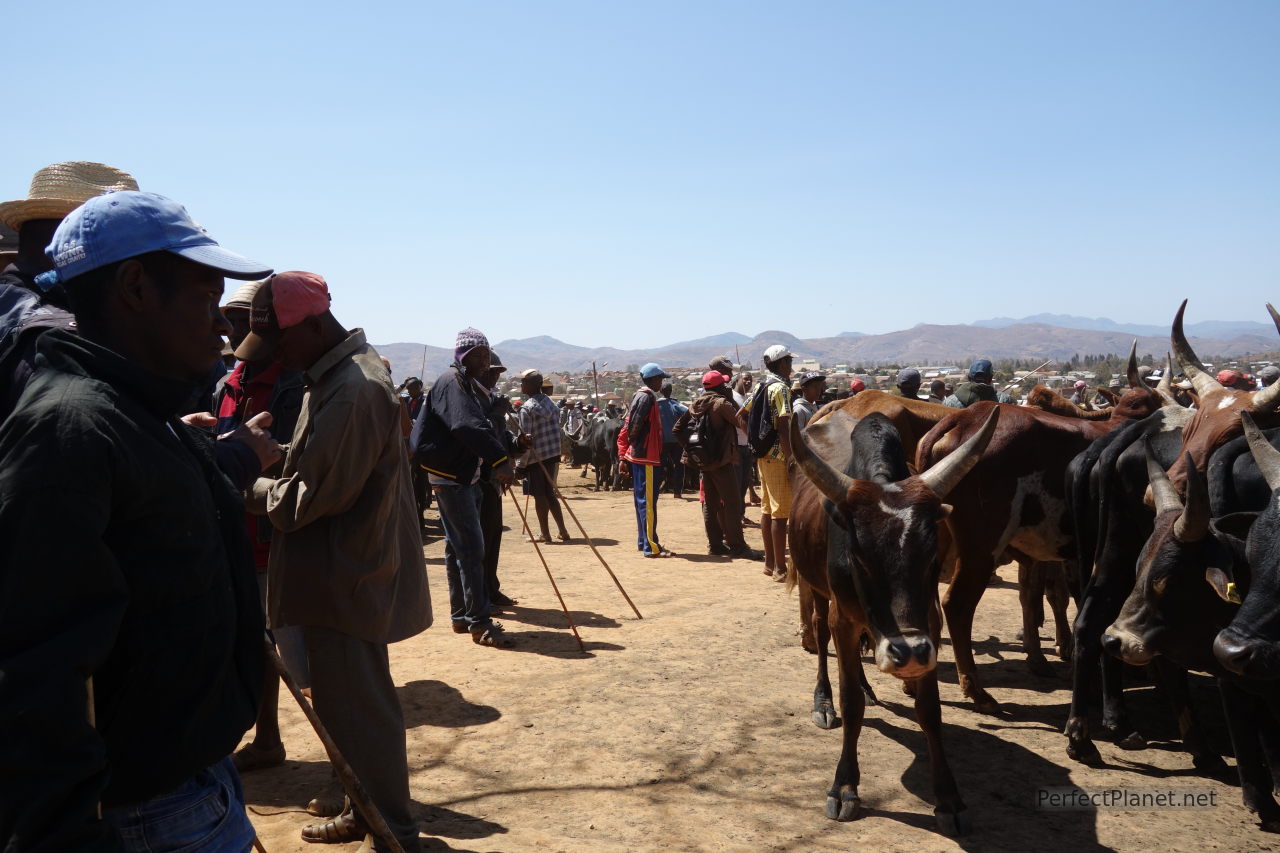 Zebu Fair in Ambalavao