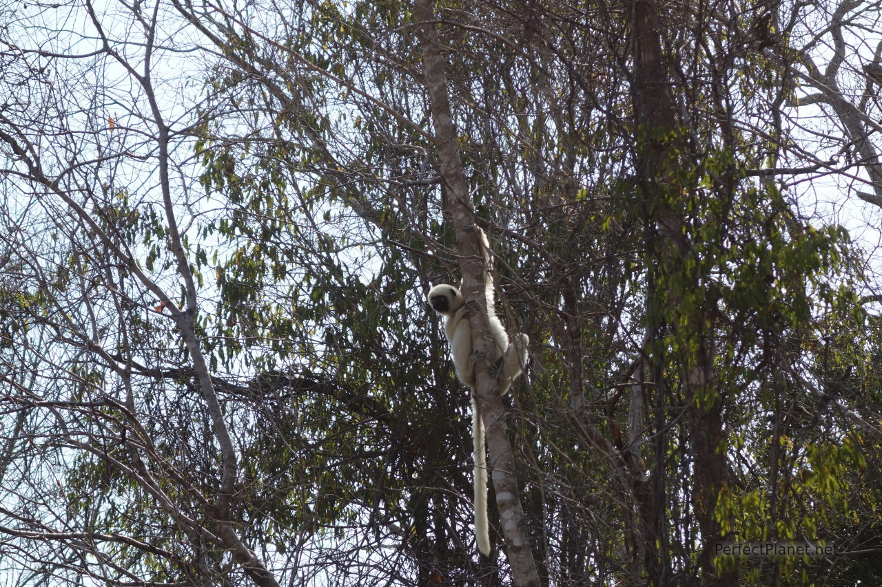 Sifaka en Tsingy