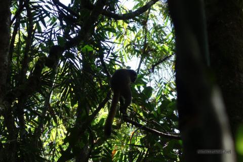 Lemur en Ranomafana
