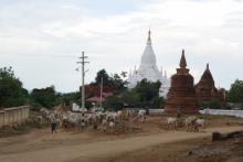 Pastor en Bagan