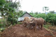 Water buffaloes around Nyaungshwe