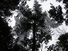 Kinabalu National Park