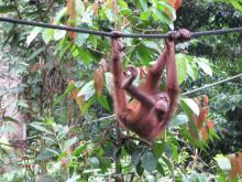 Orangutan in Sepilok Rehabilition Center 