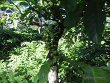 Coffee plantation