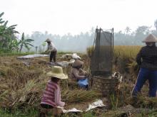 Picking rice