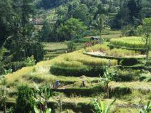 Rice terraces Jatiluwih 