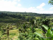 Rice terraces Jatiluwih 