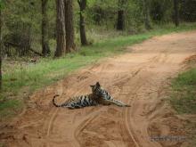 Bengala tiger Bandhavgarh