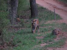 Bengala tiger Bandhavgarh