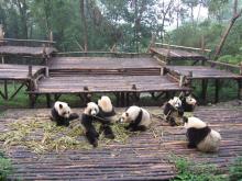 Pandas en Chengdu