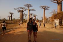 Alle Baobab