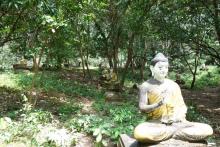 Budas en medio de la selva