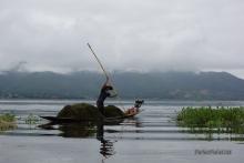 Recogiendo la cosecha en Lago Inle