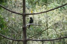 Hummingbird