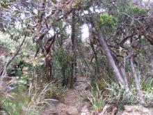 Trekking Monte Kinabalu